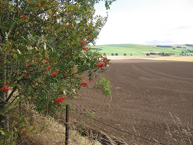 Potato cultivation in a temperate-climate field representing Kenyan highland Irish potato farming
