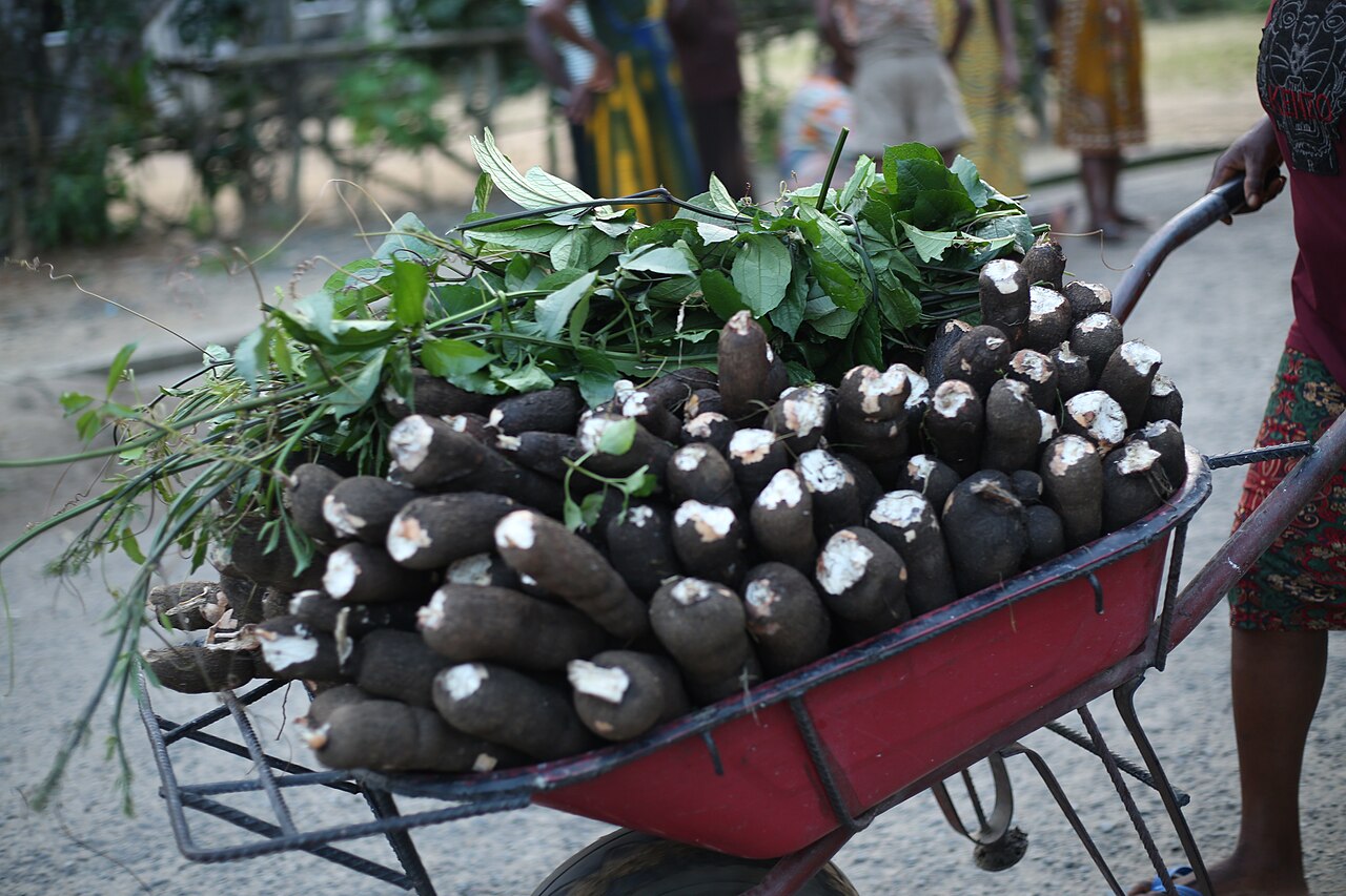 Harvested cassava roots representing the commercial cassava sub-sector