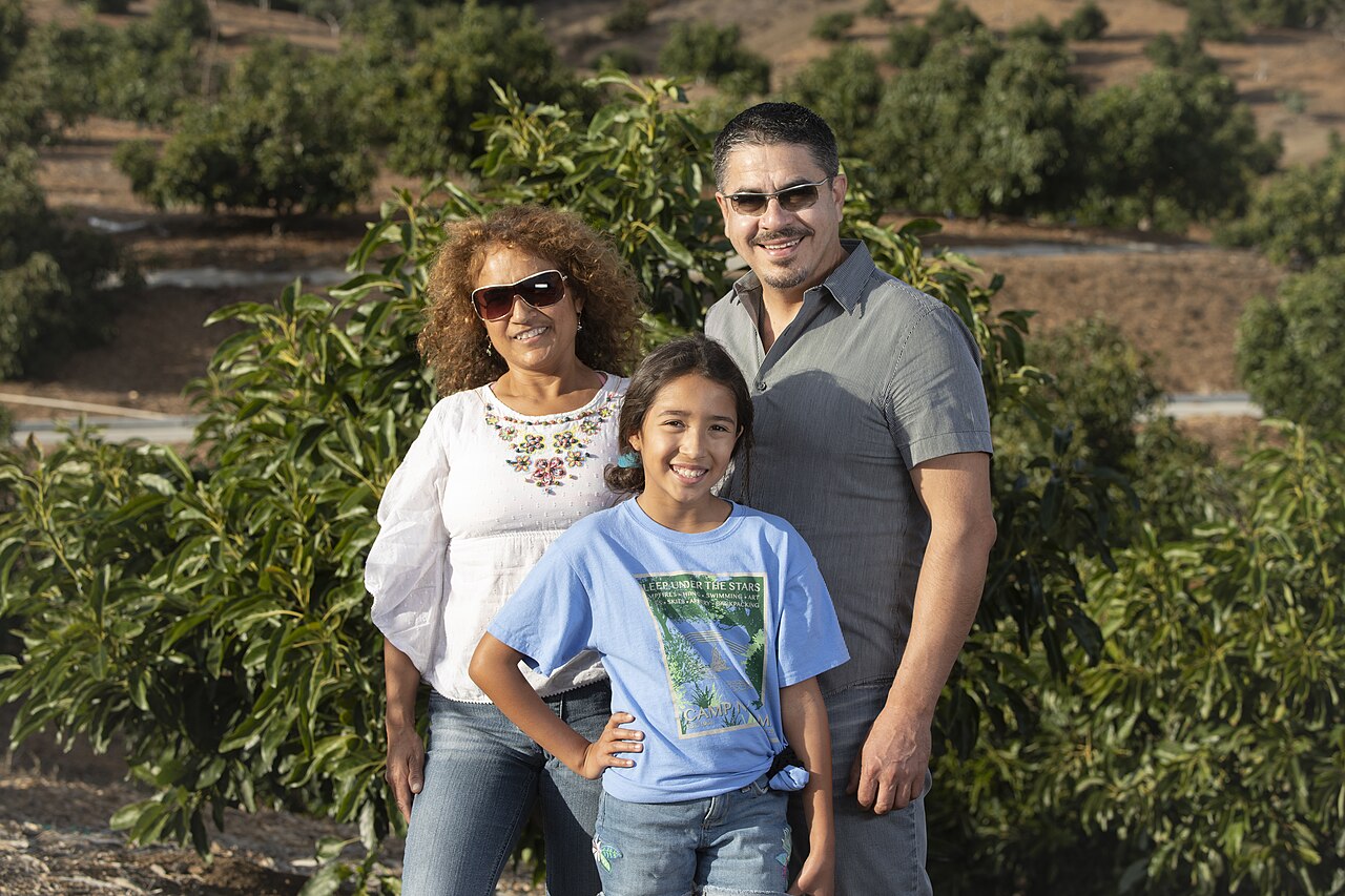 Avocado orchard representing Kenyan Hass avocado export production