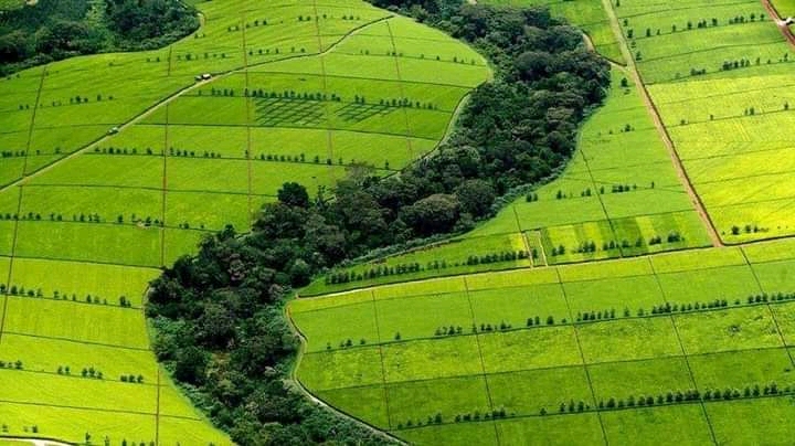 Kericho tea estate representing the KTDA-managed smallholder factory model