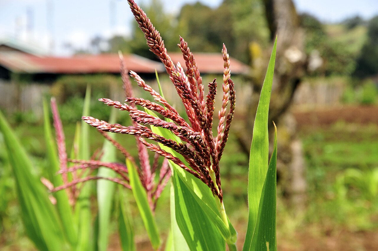 Maize farm in Kenya illustrating agricultural insurance for smallholders