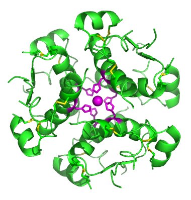 Insulin molecule hexamer structure