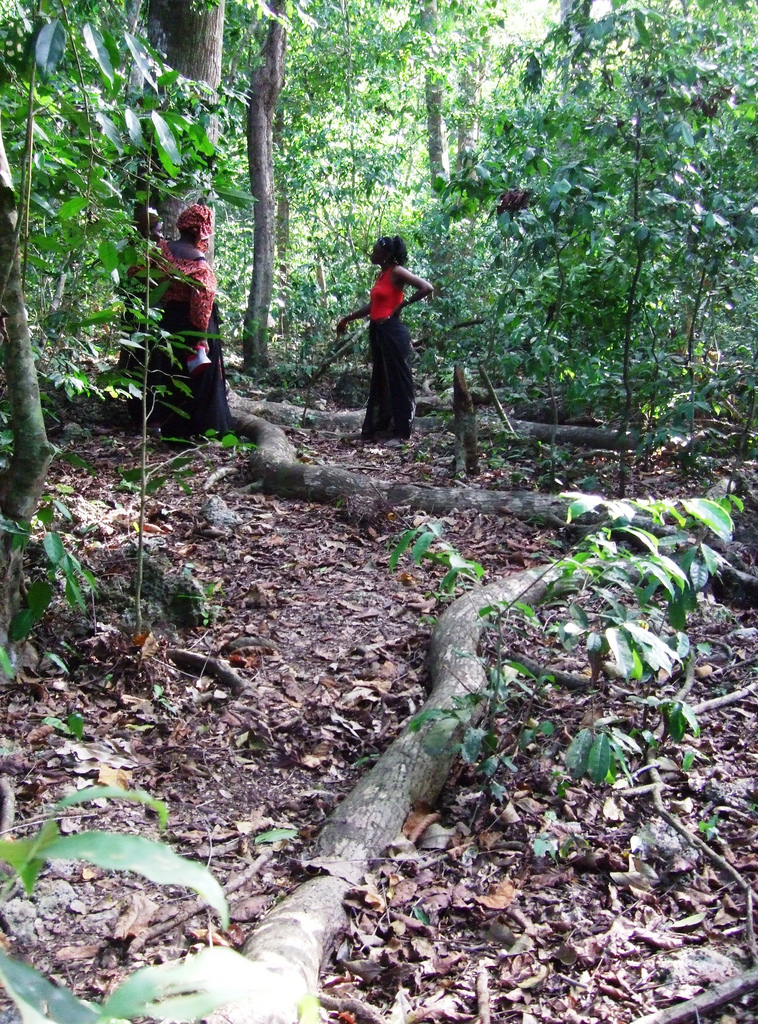 Sacred Kaya forest of the Mijikenda people in coastal Kenya