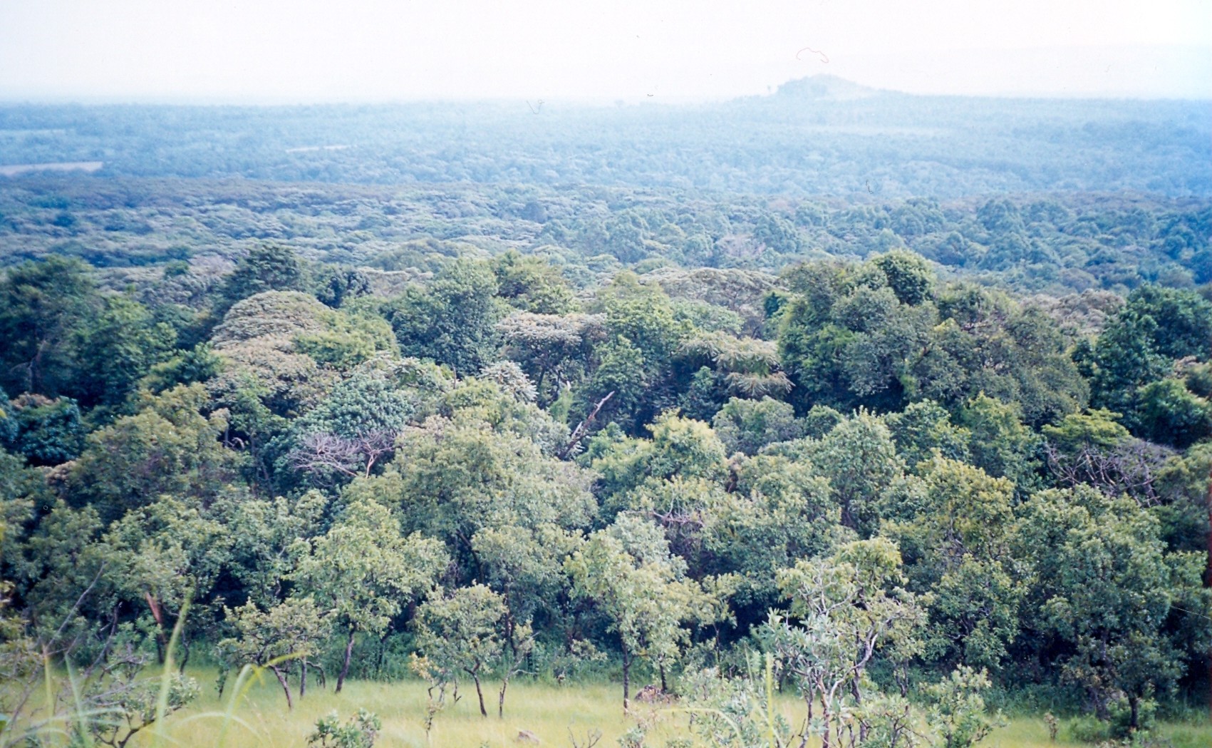 Tropical rainforest canopy in Kakamega Forest western Kenya