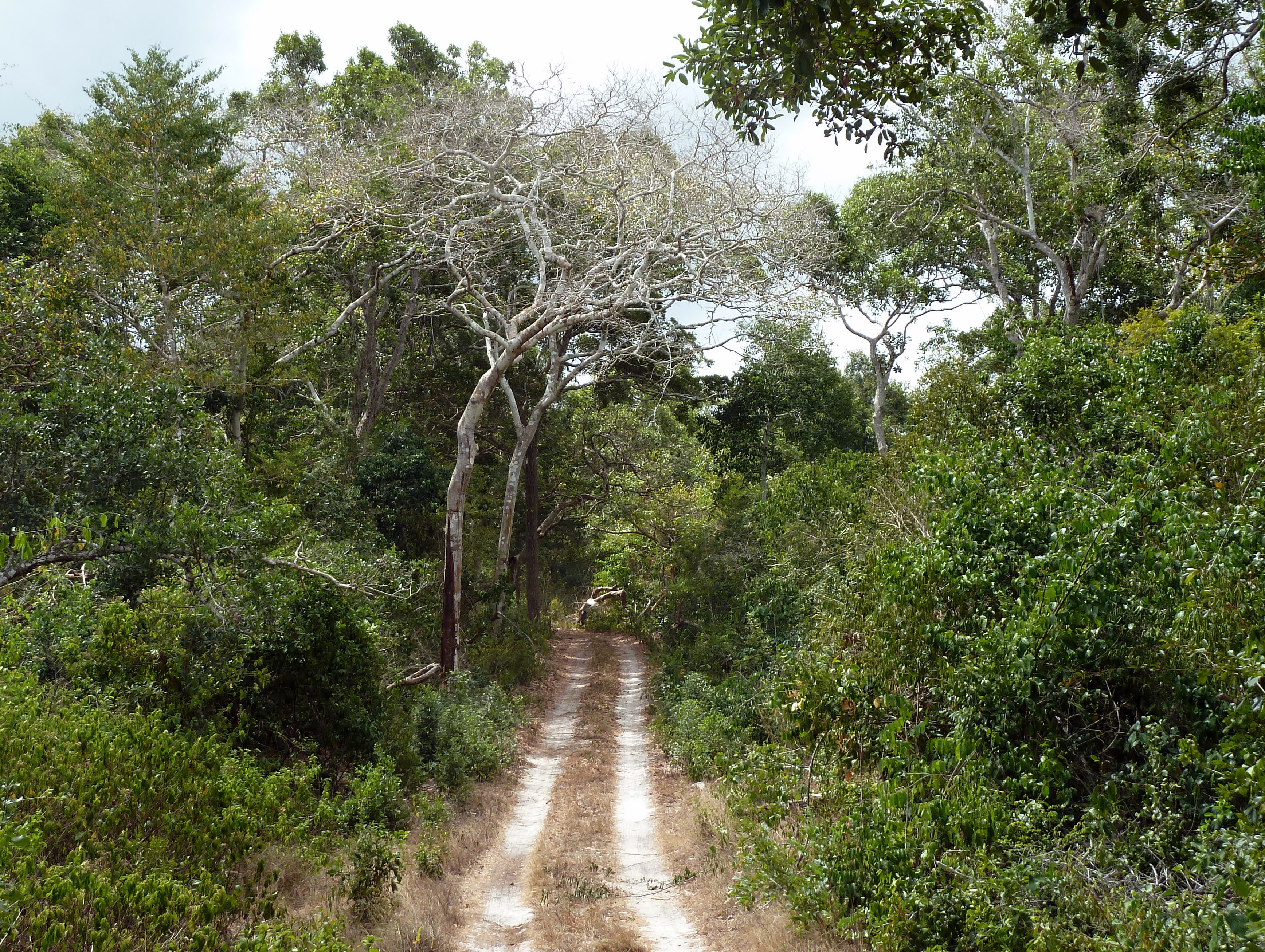 Forest road through Arabuko-Sokoke Forest Reserve, coastal Kenya