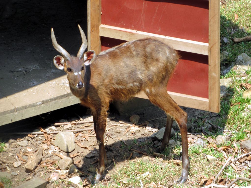 Sitatunga marsh antelope wading through wetland vegetation