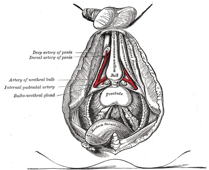 Anatomical diagram of the male prostate gland