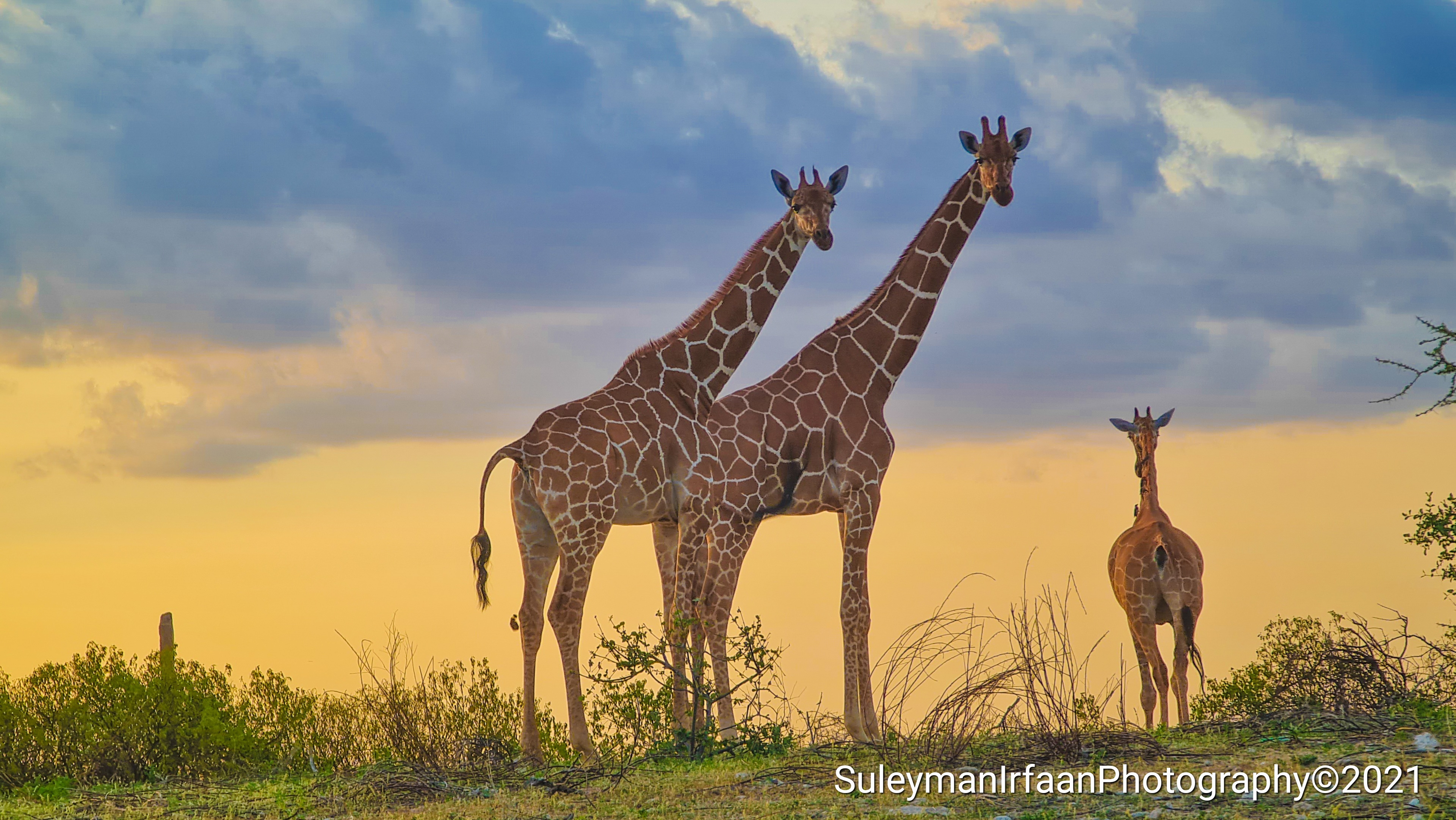 Giraffes seen near Wajir town in northern Kenya