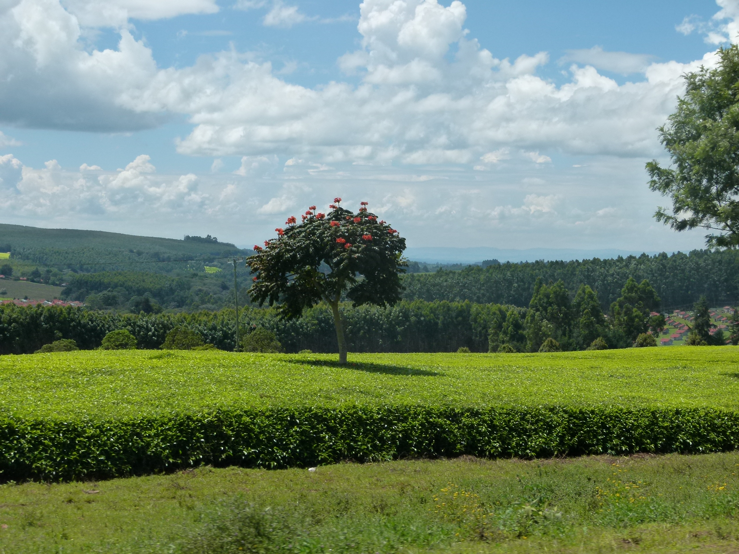 Tea pickers harvesting on a Kericho estate