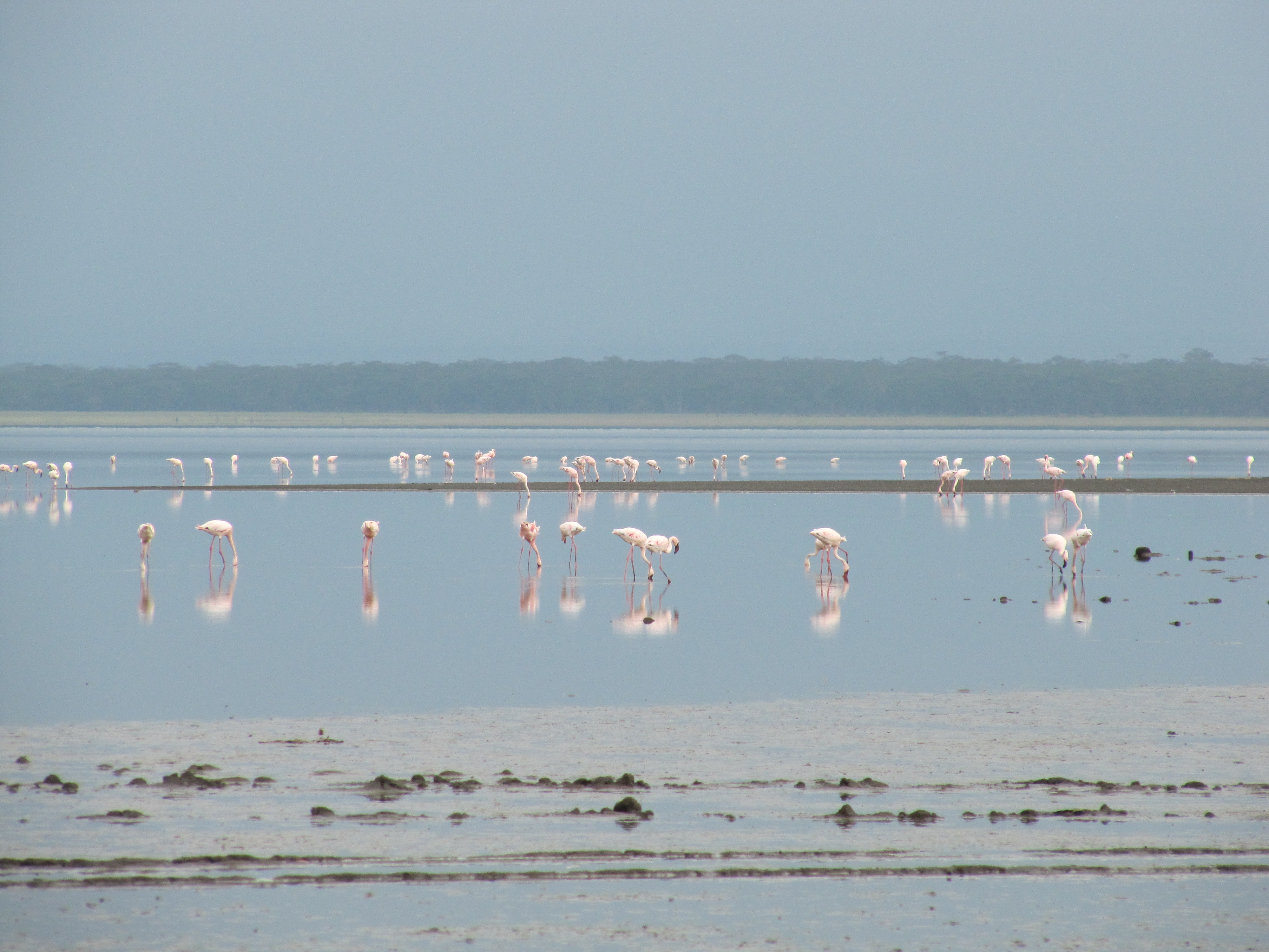 Flamingos congregating on Lake Nakuru in the Great Rift Valley