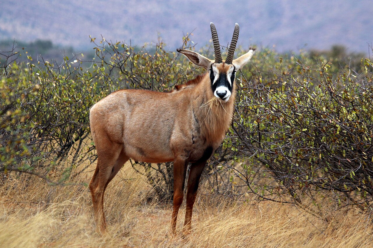 A male roan antelope, the rare species protected at Ruma National Park in western Kenya