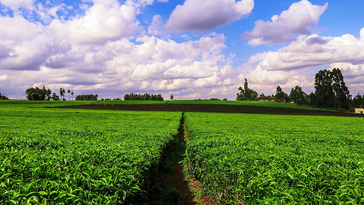 A Kenyan highland tea farm, reflecting Unaitas Sacco's origins among Murang'a tea growers