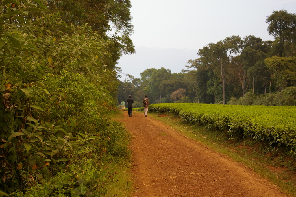Dense tropical canopy of Kakamega Forest, Kenya's only equatorial rainforest, in Kakamega County