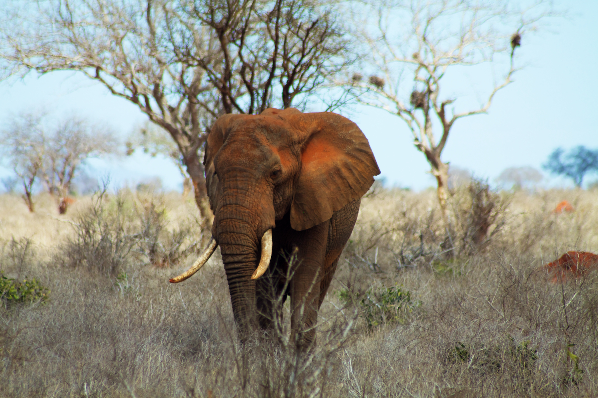 A dust-reddened elephant in Tsavo East National Park, Kenya, coloured by the park's volcanic soil