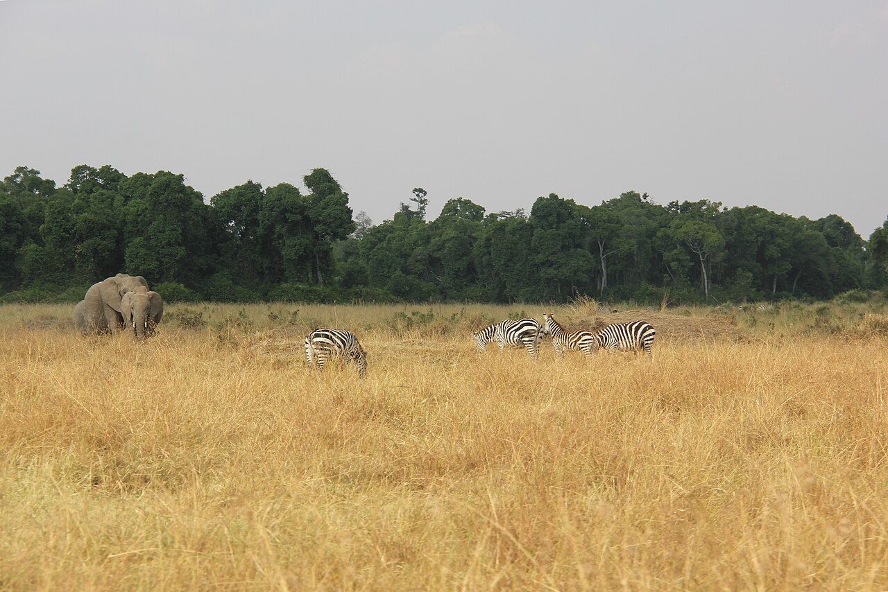 Savannah landscape with wildlife in the Mara Triangle, Maasai Mara, Kenya