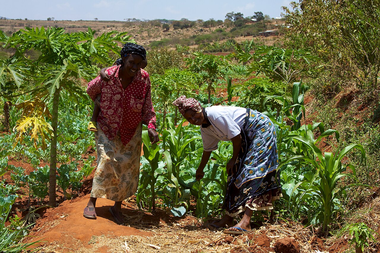 Women smallholder farmers working in a field in Kenya