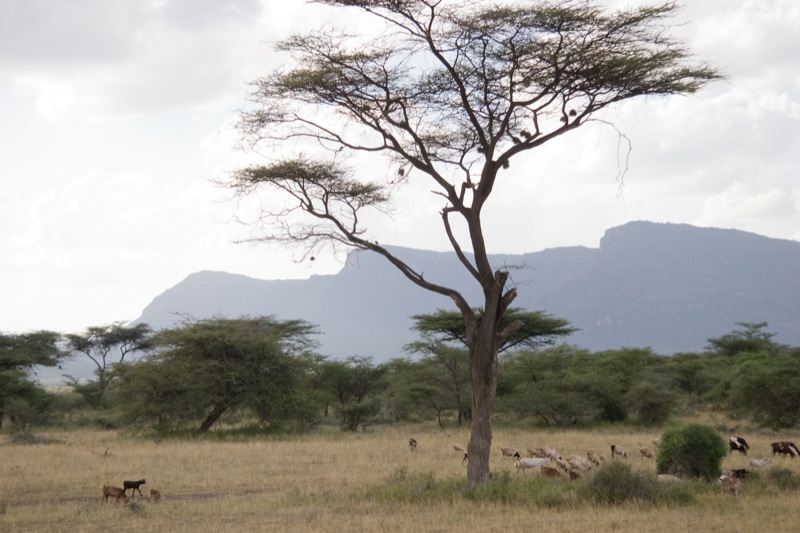 Semi-desert landscape with hills in Shaba National Reserve, northern Kenya