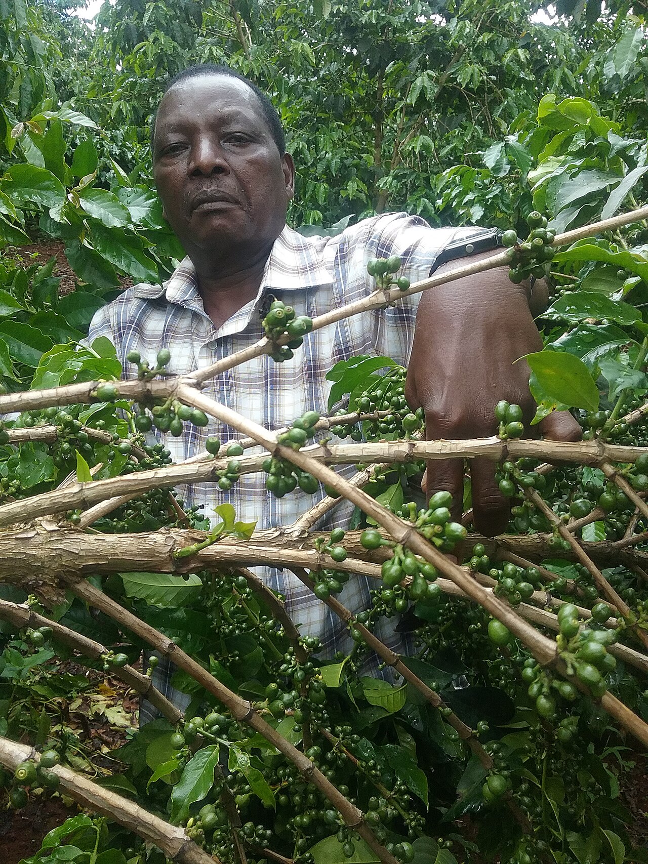 Kenyan smallholder farming setting representing the heliciculture sub-sector